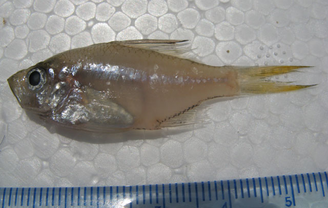 Ambassis interrupta Bleeker, 1852